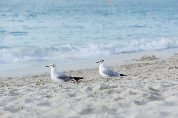 Seagulls on the beach in Hermosa watching the waves break on the shore waiting for food