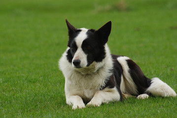 A black and white sheepdog at rest