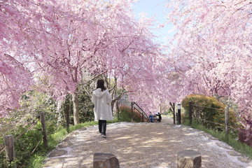 桜と微笑む女性