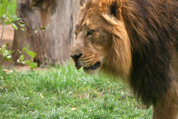 portrait of a male lion close up