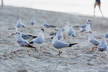 Seagulls on the beach in Hermosa watching the waves break on the shore waiting for food