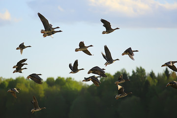geese spring migratory birds in the field, spring landscape background