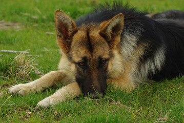 Dog rests on the grass of a meadow