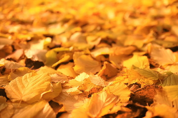fallen leaves background / autumn background yellow leaves fallen from a tree