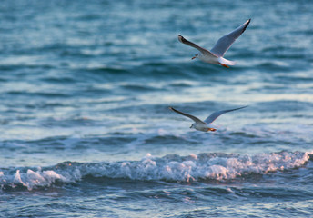 Gaviotas en paralelo 