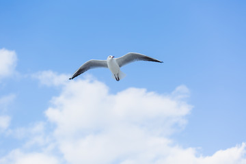 Fototapeta na wymiar Seagull in flight against a blue sky, ascending with wings spread