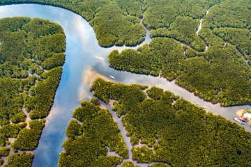 Aerial view of river amidst green mangrove forest