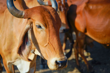 Indian cattle field ,Rural india