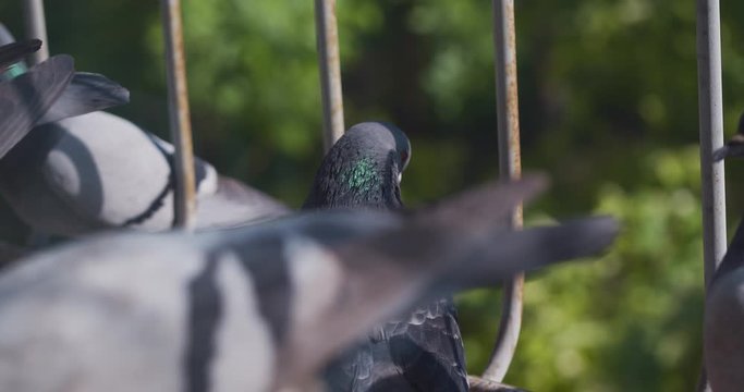 Pigeons, blue-winged doves sits on a window. Orange eyes and green spring background.