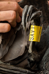 The process of a cientifical study. Ringing a bird (a great cormorant (Phalacrocorax carbo) to control their population.