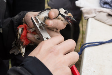 The process of a cientifical study. Ringing a bird (a great spotted woodpecker (Dendrocopos major)) to control their population.