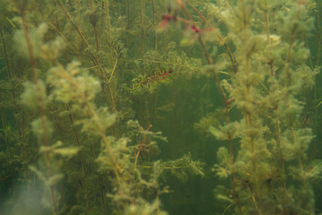 Algea forest
