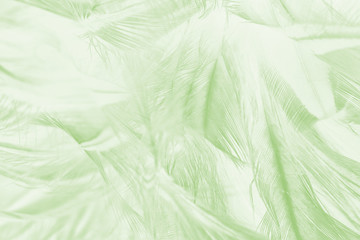 Beautiful lime light green color trends feather texture background