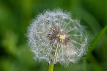 Foto op Plexiglas White fluffy dandelions, natural green blurred spring background, selective focus. © mitzo_bs