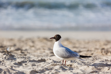 Seagulls on the beach in Hermosa watching the waves break on the shore waiting for food