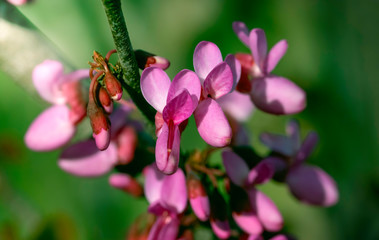 Branch of a blossoming cherry tree with delicate pink flowers and buds and fresh foliage. Beautiful light spring floral background. Close-up macro view