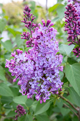 Lilas