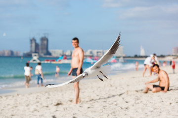 Fototapeta premium Seagulls in flight against the background of the sights of the old city, Charles Bridge and view to Vltava River, Prague Castle, Prague, Czech Republic.