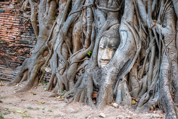Fototapeta na wymiar The head of a Buddha statue in a tree At Phra Nakhon Si Ayutthaya, Thailand.