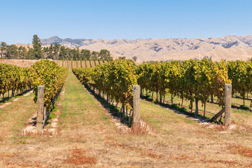 Fototapeta na wymiar rows of grapevine in New Zealand vineyard at autumn