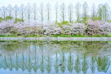 春の大阪城