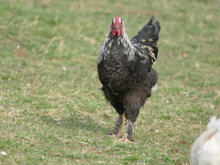 rooster in the grass
