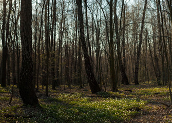 Obraz premium Panoramic photo of Anemone nemorosa flower in the forest in the sunny day. Wood anemone, windflower, thimbleweed. Fabulous green forest with blue and white flowers. Beautiful summer forest landscape.