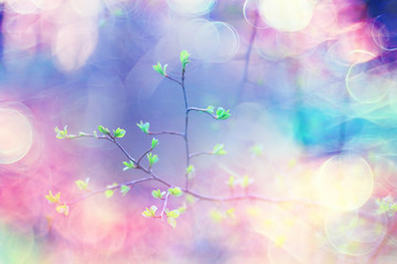 branches of young green leaves and buds, seasonal background, april march landscape in the forest