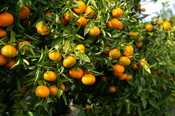 Ripe tangerines on trees