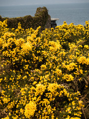 Irish Gorse bush beside the sea, native shrub with yellow flowers and coconut aroma 