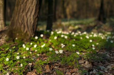 Fototapeta premium Anemone nemorosa flower in the forest in the sunny day. Wood anemone, windflower, thimbleweed.