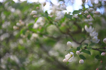 abstract apple tree flowers background, spring blurred background, branches with bloom