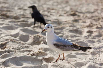 Seagulls on the beach in Hermosa watching the waves break on the shore waiting for food