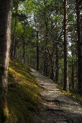 Obraz premium Path through the forest in the mountains in Norway.