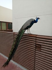 bird on a fence