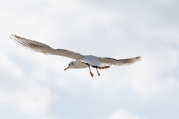 Seagull in flight against a blue sky, ascending with wings spread