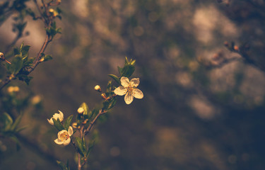Dark photo of a blooming flower in the nature