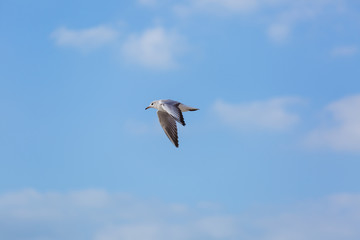 Seagull in flight against a blue sky, ascending with wings spread