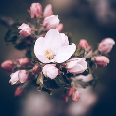 Apfelblüten, Nahaufnahme mit geringer Schärfentiefe