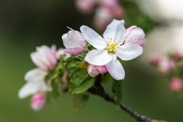 Fototapeta na wymiar Apfelblüten, Nahaufnahme mit geringer Schärfentiefe