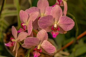 Magnificent cream flower of the Phalaenopsis Orchid