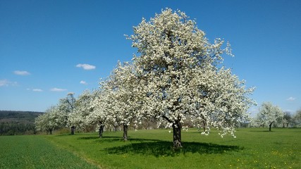 Fototapeta na wymiar Birnenblüte auf Streuobstwiese (Standort: Albvorland, BaWü, Deutschland)