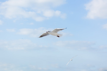 Seagull in flight against a blue sky, ascending with wings spread