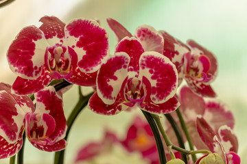 Magnificent cream flower of the Phalaenopsis Orchid