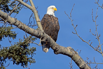 Bald Eagle in a tree against sunny blue sky background.
