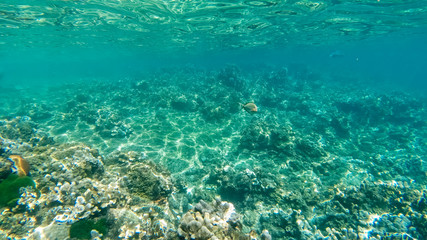 Underwater coral reef ecosystem in thailand