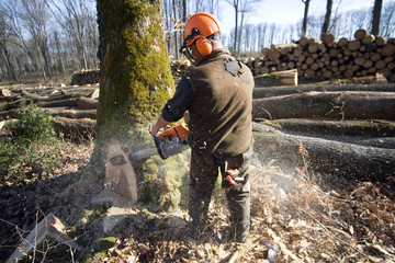 Travaux forestier, débardage et bucheronnage