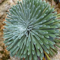 Saxifraga longifolia growing in a rocky crevice.