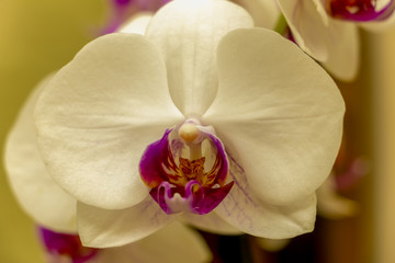 Magnificent cream flower of the Phalaenopsis Orchid