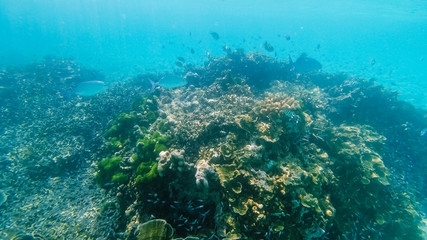 Naklejka na ściany i meble Underwater coral reef ecosystem in thailand